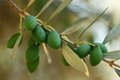 olive leaf extract Oleuropein 