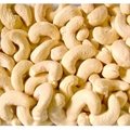 cashew nuts kennel