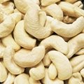 cashew nuts kennel 2