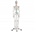 Advanced PVC Human Skeleton bone specimen anatomical  Model 180cm Tall 1