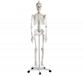 Advanced PVC Human Skeleton bone