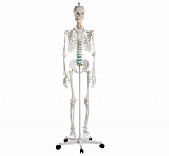 Advanced PVC Human Skeleton bone specimen anatomical  Model 180cm Tall