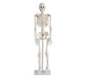 Advanced PVC Human Skeleton bone