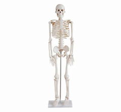 Advanced PVC Human Skeleton bone specimen anatomical  Model 85cm Tall