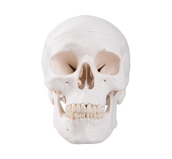 Life Size Adult Human Skull bone anatomical medical training eductional Model