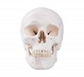 Life Size Adult Human Skull bone anatomical medical training eductional Model 1
