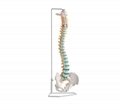 Life Size Flexible Vertebral Column Spine bone oppitical anatomical Model