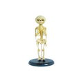 Advanced PVC Fetus Skeleton bone