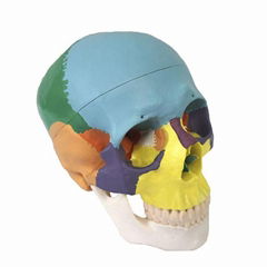 Life Size PVC Human Colored Skull bone skeleton anatomical  Model 22 Parts