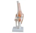 Life Size PVC Knee Joint bone skeleton