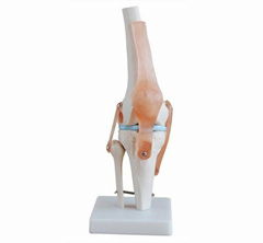 Life Size PVC Knee Joint bone skeleton