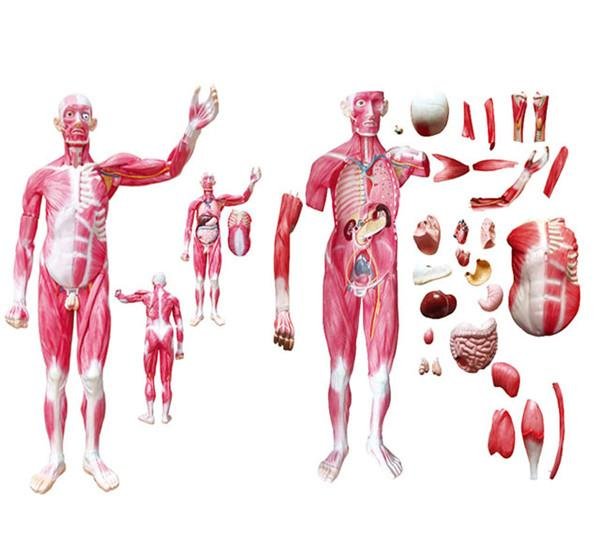 Life Size Whole Body human Muscled anatomical medical training Model 29 Parts