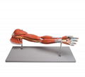 human Upper Limb  Arm Muscled anatomical