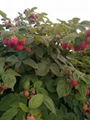 红树莓苗 1