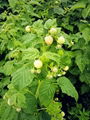 黃樹莓苗 2