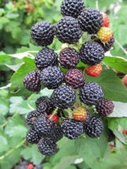 黑樹莓苗