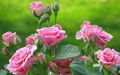 Damask rose