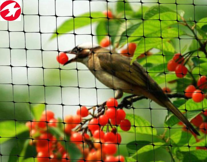 Garden anti bird netting green plastic netting for your fruit 3