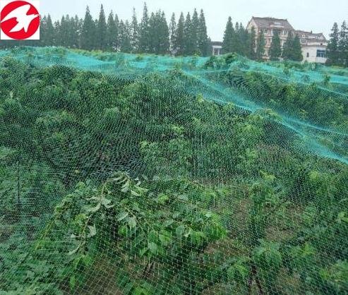 Garden anti bird netting green plastic netting for your fruit 4
