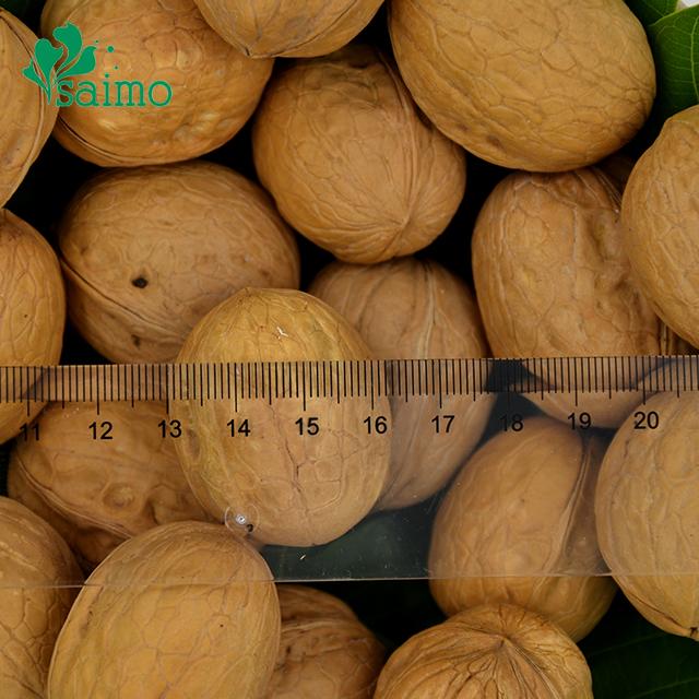 Chinese Hebei Origin Thin Shelled Whole Walnuts Inshell