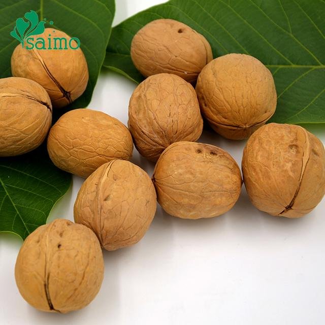 Chinese Hebei Origin Thin Shelled Whole Walnuts Inshell 2