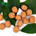 walnut wholesale