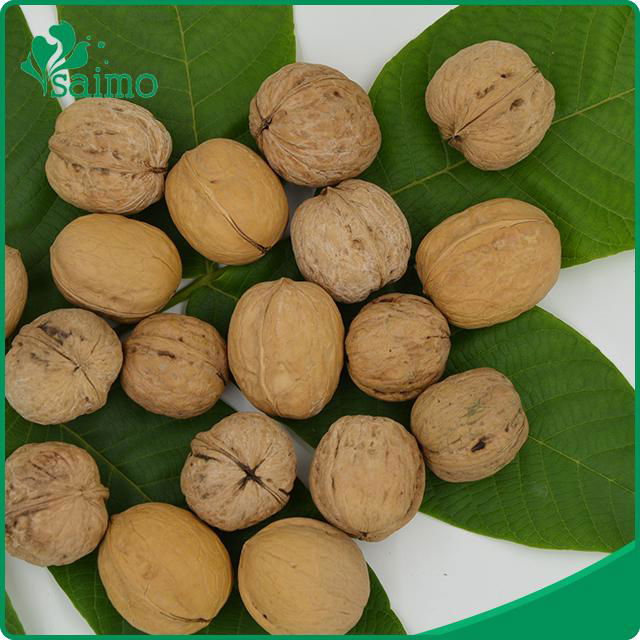 Best Selling Agricultural Chinese Highly Nutritive Walnut In Shell 30mm up 2