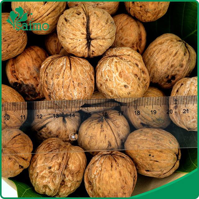 Best Selling Agricultural Chinese Highly Nutritive Walnut In Shell 30mm up