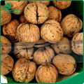 Best Selling Agricultural Chinese Highly Nutritive Walnut In Shell 30mm up