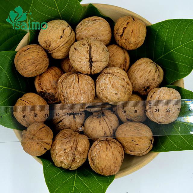 Best Selling Agricultural Chinese Highly Nutritive Walnut In Shell 30mm up 3