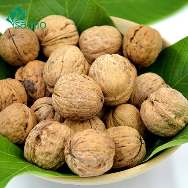 Best Selling Agricultural Chinese Highly Nutritive Walnut In Shell 30mm up 4