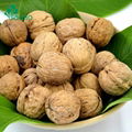 walnut pakistan