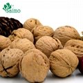 dried walnut