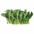 Good quality fresh kale accept custom