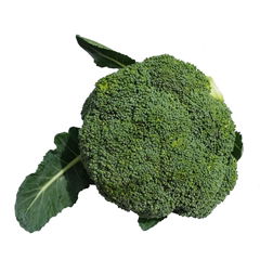 High quality fresh broccoli supply all year round