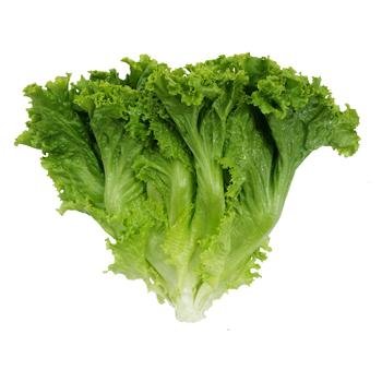High quality all types of lettuce supply a whole year