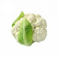 Fresh cauliflowers supply all year round