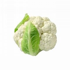 Fresh cauliflowers supply all year round