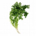 Fresh coriander leaves supply all year round