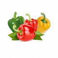 High quality green&red&yellow pepper