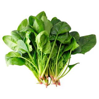 Fresh spinach supply all year round