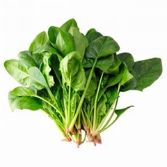 Fresh spinach supply all year round