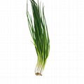 Fresh scallion supply all year round 1