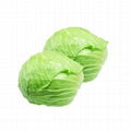 High quality round cabbage supply all