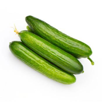 High quality cucumber with custom planting all year round