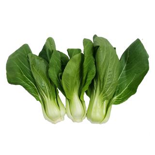 High quality pakchoi supply all year round