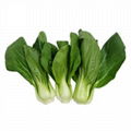 High quality pakchoi supply all year round 1