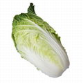 Fresh Chinese cabbage supply all year
