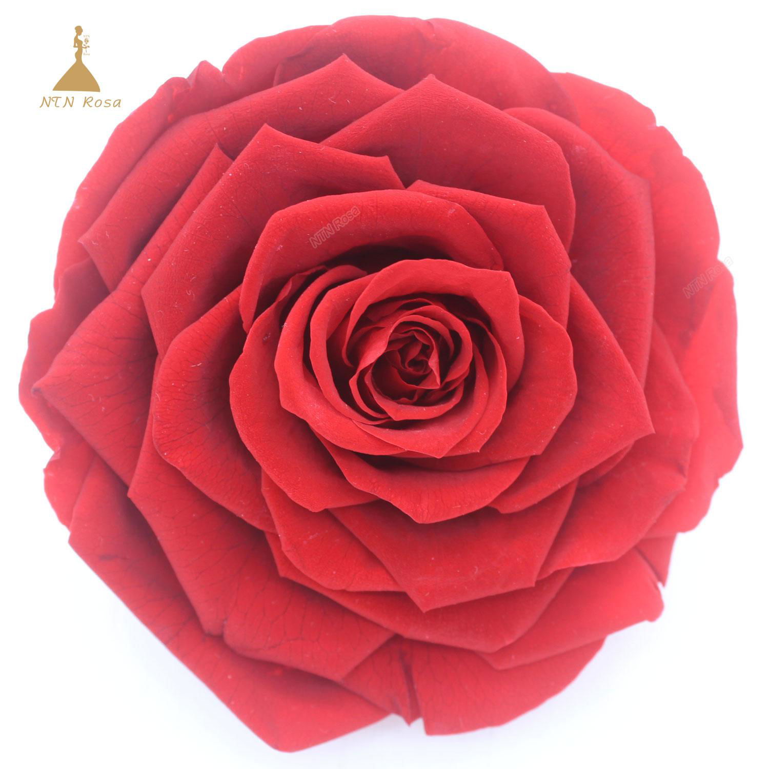 9-10cm Big Size Preserved Flower Rose for Decor Supplies