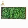 Wholesale Pure Preserved Moss for Indoor Wall Decoration 4